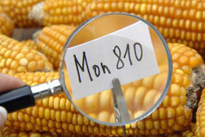 ГМО царевица MON810 на Монсанто