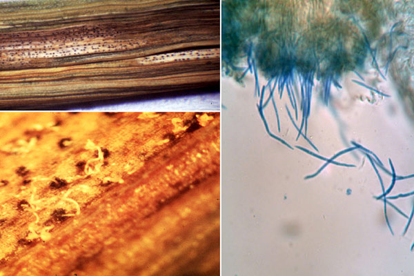 Причинител на РЛП е гъбата Zymoseptoria tritici (= Mycosphaerella graminicola, анаморф Septoria tritici)