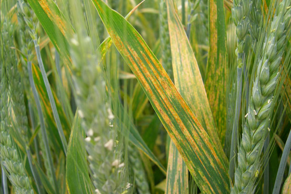 В сортовете и линиите пшеница е необходимо да се определят регионални гени на устойчивост. 