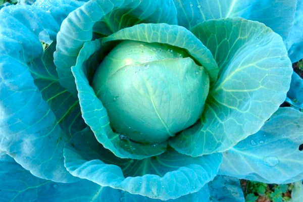 Dngung von Kohl und Brokkoli fr die spte Feldproduktion