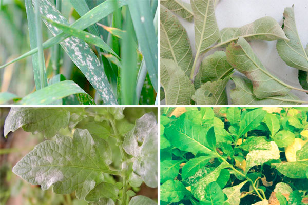 powdery mildew of tobacco Powdery mildew – one of the most widespread diseases in cultivated plants