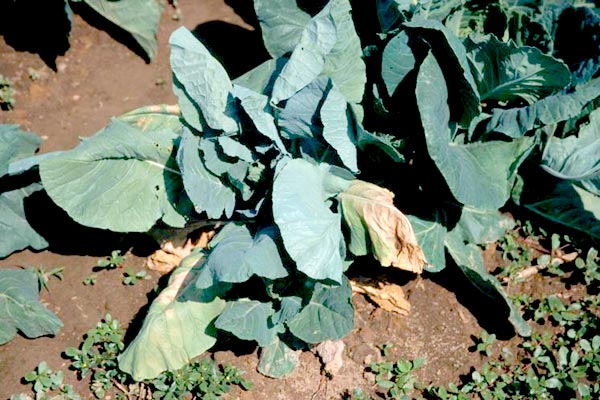 Cabbage crops – subject to attack by diseases and pests