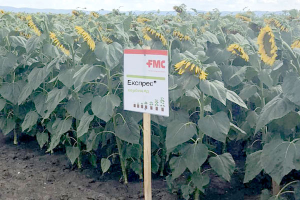 Express weed control for high sunflower yields