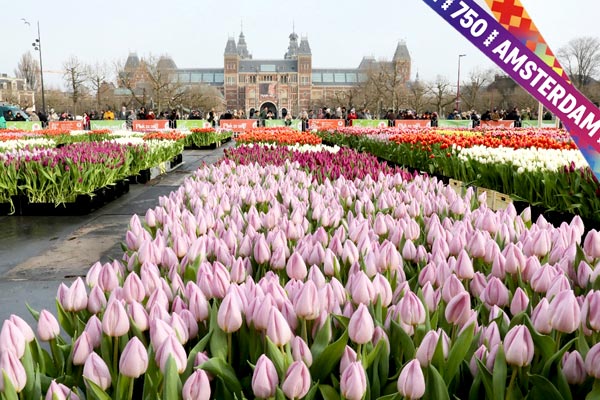 Tulip – national symbol of the Netherlands