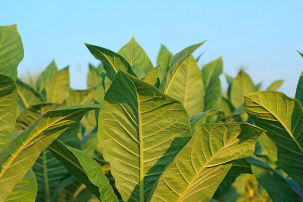 indonesia tobacco industry Employers, Union Push Back Against Indonesian Tobacco Tax Hike