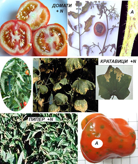Physiological changes caused by excess nitrogen