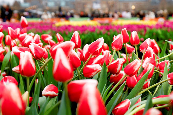 Bandiera da giardino floreale primaverile, tulipani rossi e fiori