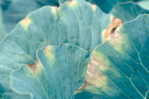 Cabbage crops – subject to attack by diseases and pests