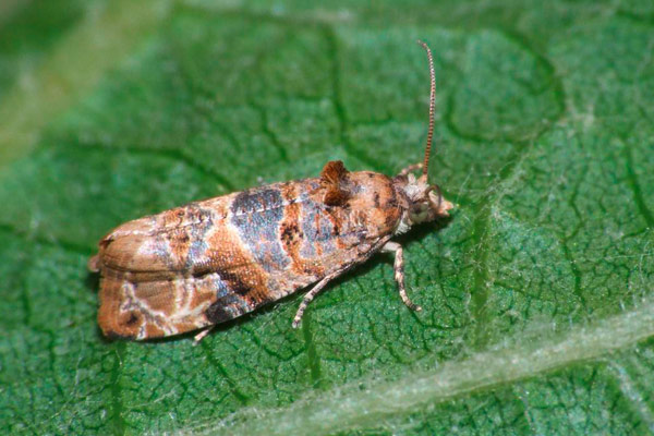 Защита на лозята