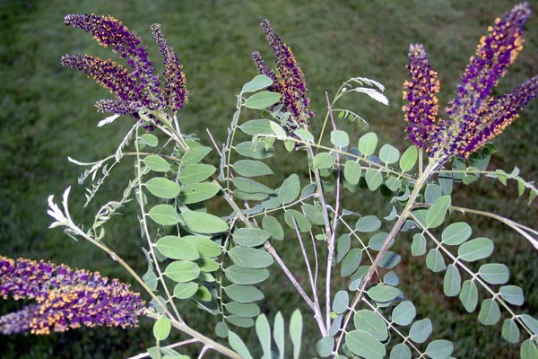 Amorpha-fruticosa