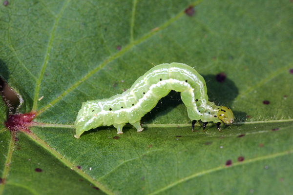 Chrysodeixis includens 