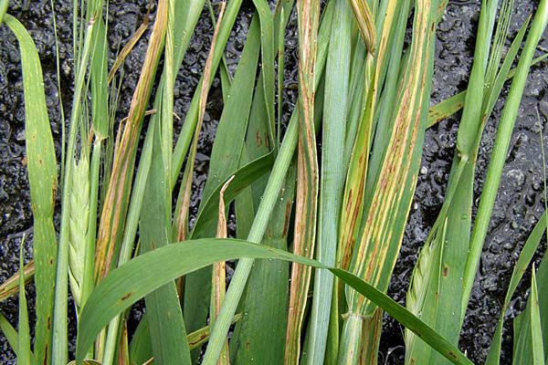 Ленточната болест по ечемика (Drechslera graminea Ito (syn.Helminthosporium gramineum Rabenh.) е широко разпространена и много вредоностна