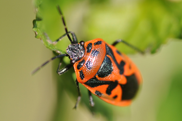 Разноцвeтна зелева дървеница (Eurydema ornata) при зеле
