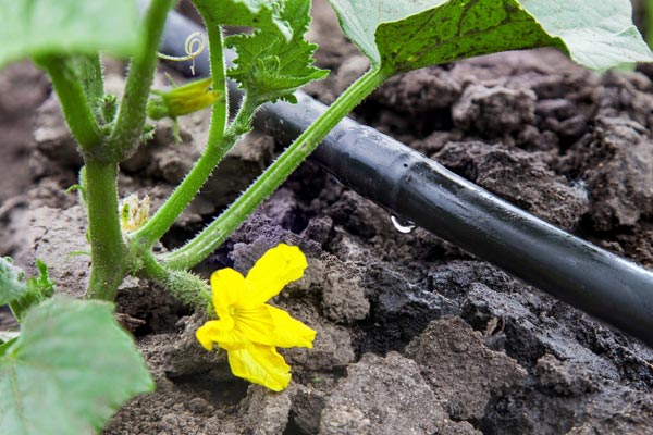 фертигация (от англ. fertilize – наторявам и irrigate – напоявам), изиска използването на тръби, които са заровени под почвата и по този начин доставят необходимите торове чрез впръскване на вода.  