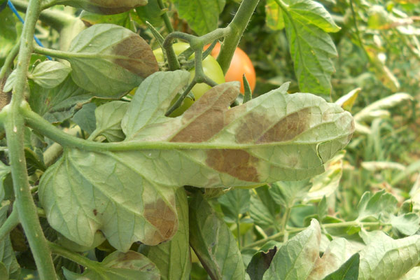 Листна плесен (Fulvia fulva)  при домати, краставици и пипер