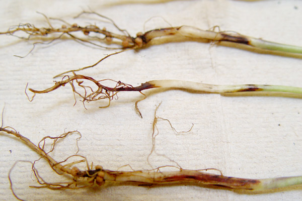 фузарийно кореново и базично гниене (Fusarium spp.)