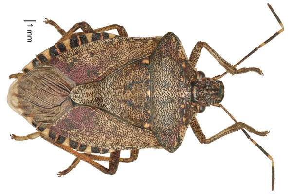 Halyomorpha halys 