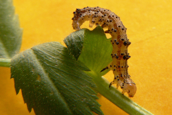 Heliothis-virescens