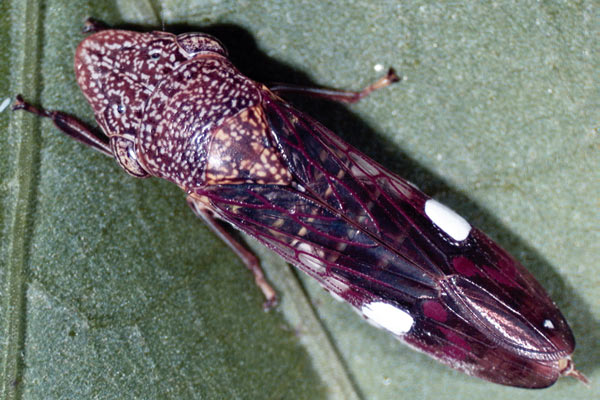 Homalodisca vitripenis