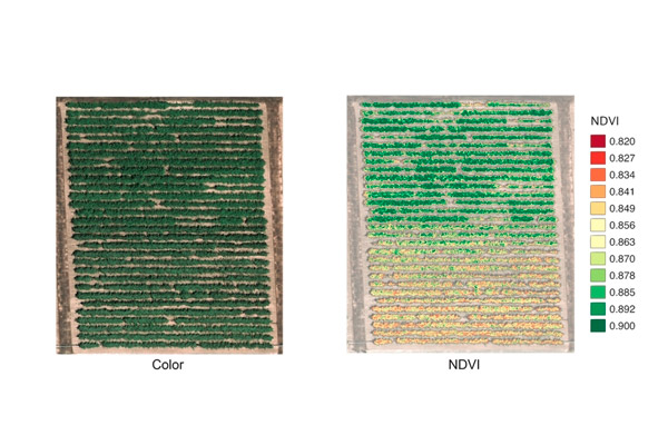 Дистанционните методи в земеделието - Растителност във видима светлина (ляво) и NDVI (дясно), получена след обработка на данни от мултиспектрална камера 