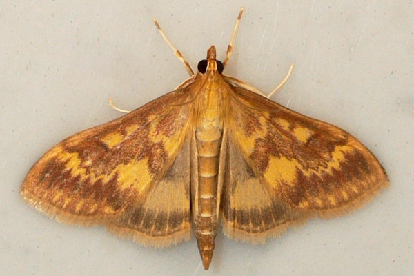 Пеперудата е с дължина около 3см., с кафяви и жълти ивици.