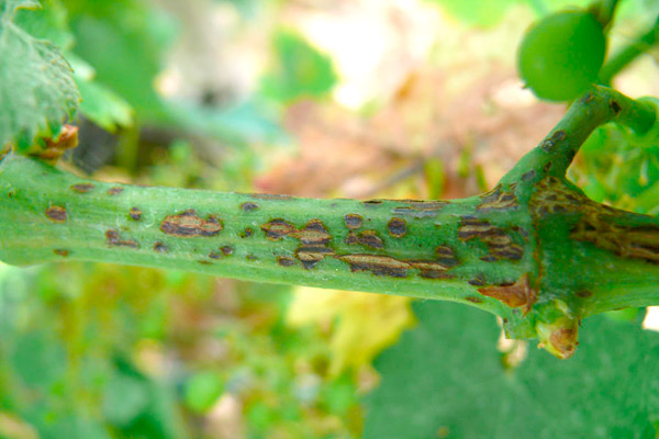 Phomopsis viticola Sacc.