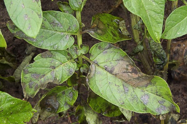 	Phytophthora-infestans