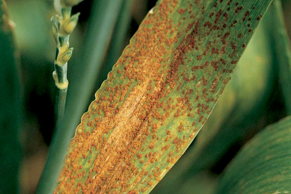 Puccinia recondita