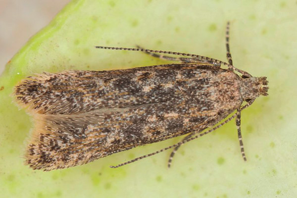 Tuta-absoluta-Meyrick-(Lepidoptera)