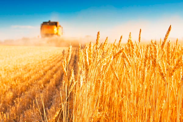 При пшеницата в равнинните райони ще се наблюдава масово восъчна и пълна зрелост. През периода условията ще позволяват провеждане на най-важното за сезона мероприятие – жътвата на ечемика и пшеницата.