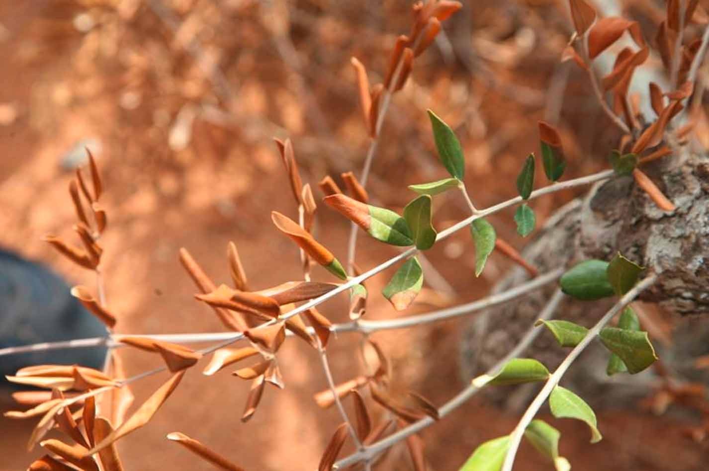 Xylella fastidiosa