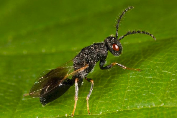 насекоми семеяди от род Eurytoma. 