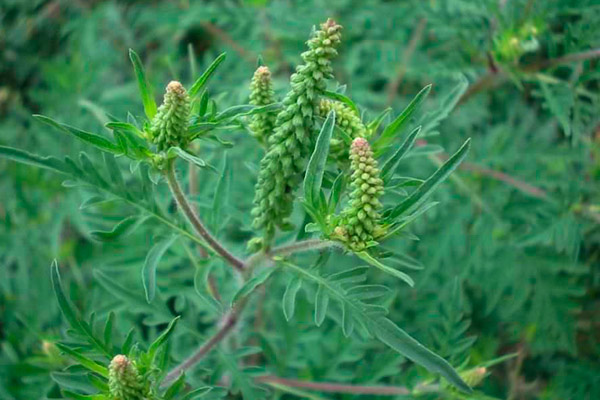 Пелинолистна амброзия, Ambrosia artemisifolia L., сем. Asteraceae