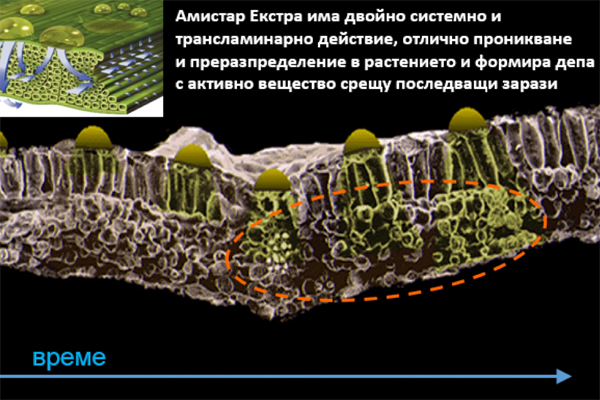 Амистар Екстра®