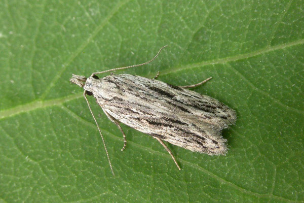 Прасковен (клонков) молец Anarsia lineatella