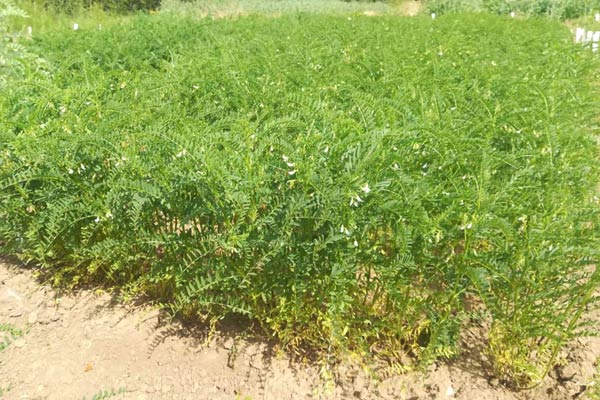 MultipartFile resource [file_data]