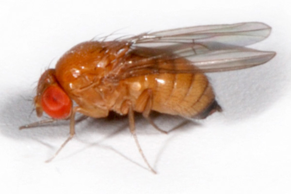 Drosophila suzukii,