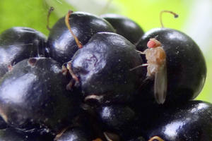 Drosophila Suzukii Matsumura