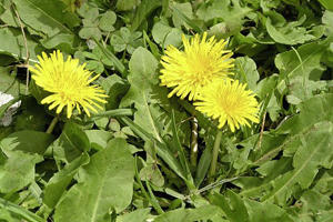 Глухарче (Taraxacum officinale)