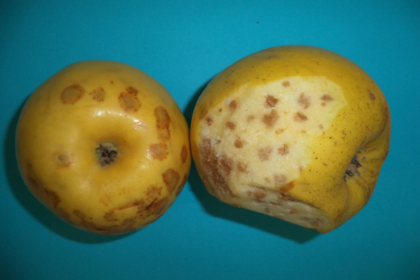 Установено е, че горчивите ядки се появяват най-често при плодове от градини с нисък добив и такива от млади дървета, а така също и върху плодове, които са обрани преди или след беритбената им зрелост. 