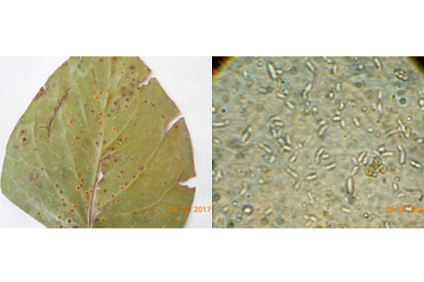 Кафяви листни петна /Gloeosporium syringae/ по люляка.