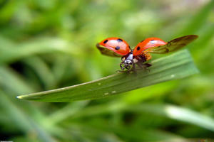 сем. Coccinellidae