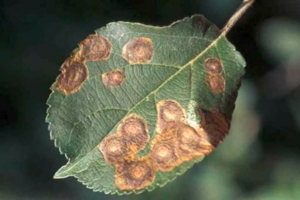 Кръгломиниращ  молец Cemiostoma scitella = Leucoptera malifoliella