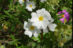 Лавдан (cistus incanus)