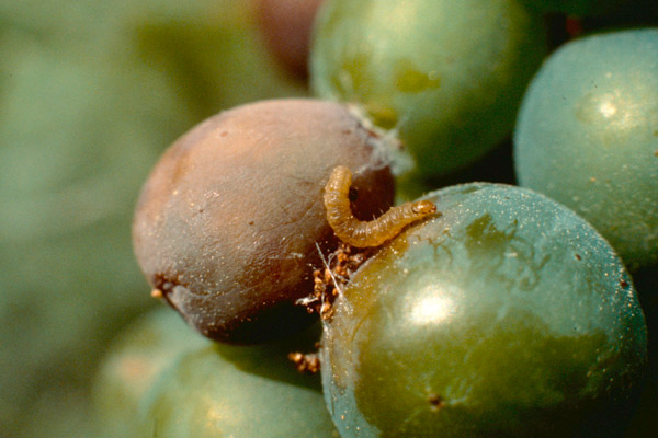 Шарен гроздов молец Lobesia botrana