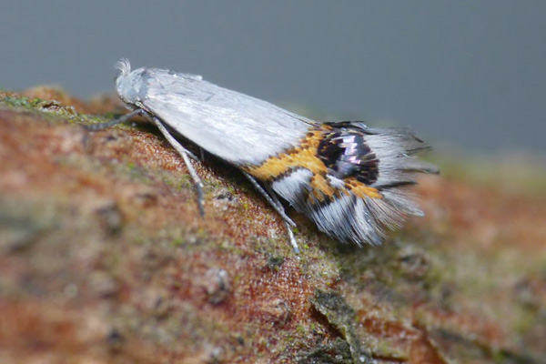 Кръгломиниращ  молец Cemiostoma scitella = Leucoptera malifoliella