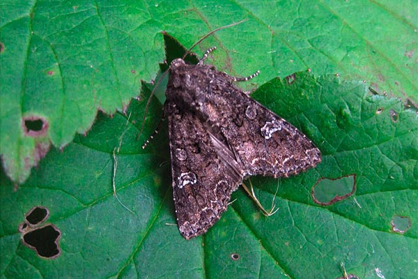 Зелева нощенка (Mamestra brassicae)