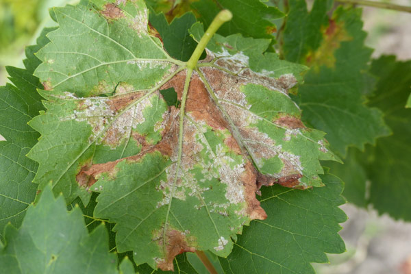 обикновена мана по лозата с причинител Plasmopara viticola