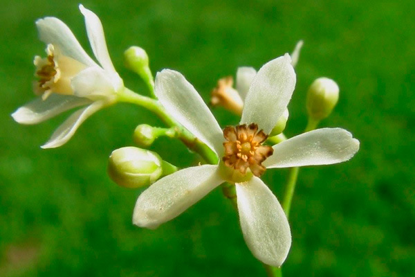 цвят наAzadirachta indica A. Juss:Meliaceae)