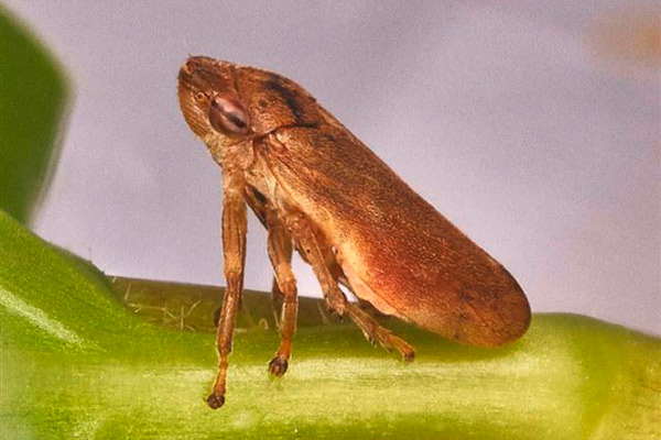 Philaenus spumarius - цикада